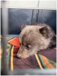 Foto: Prvé mláďatá medveďa hnedého v novej rehabilitačnej stanici Národnej zoo Bojnice 3