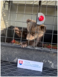 Foto: Prvé mláďatá medveďa hnedého v novej rehabilitačnej stanici Národnej zoo Bojnice 4