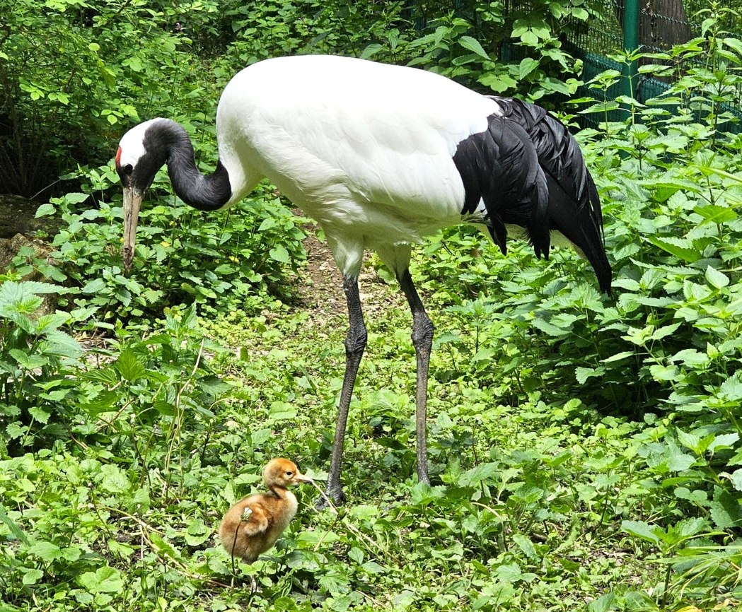 NOVÝ PRÍRASTOK: V bojnickej zoo sa narodilo mláďa ohrozeného druhu (foto)