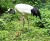 NOVÝ PRÍRASTOK: V bojnickej zoo sa narodilo mláďa ohrozeného druhu (foto)