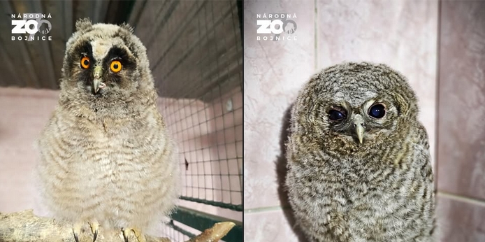 SOVIE MLÁĎATÁ ZACHRÁNENÉ: Prichýlili ich v Zoo Bojnice