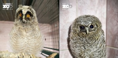 SOVIE MLÁĎATÁ ZACHRÁNENÉ: Prichýlili ich v Zoo Bojnice