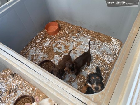 Foto: Enviropolícia odhalila v okresoch Prievidza a Partizánske najväčší nelegálny chov psov v histórii 3