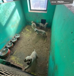 Foto: Enviropolícia odhalila v okresoch Prievidza a Partizánske najväčší nelegálny chov psov v histórii 4