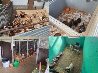 Foto: Enviropolícia odhalila v okresoch Prievidza a Partizánske najväčší nelegálny chov psov v histórii