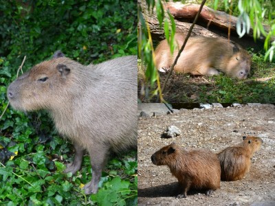 Kápo a Bára: Do Zoo Bojnice pribudli dve kapybary (foto)