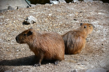 Kápo a Bára: Do Zoo Bojnice pribudli dve kapybary (foto) 0