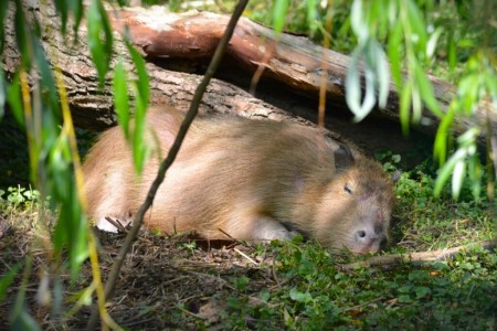 Kápo a Bára: Do Zoo Bojnice pribudli dve kapybary (foto) 2