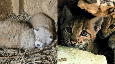 Video a foto: V bojnickej zoo sa narodili mláďatá pandy červenej i rysa karpatského
