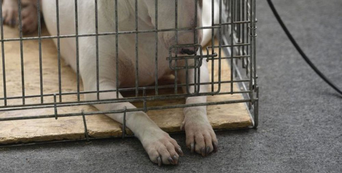 Enviropolicajti zhabali počas akcie v okrese Prievidza 36 psov