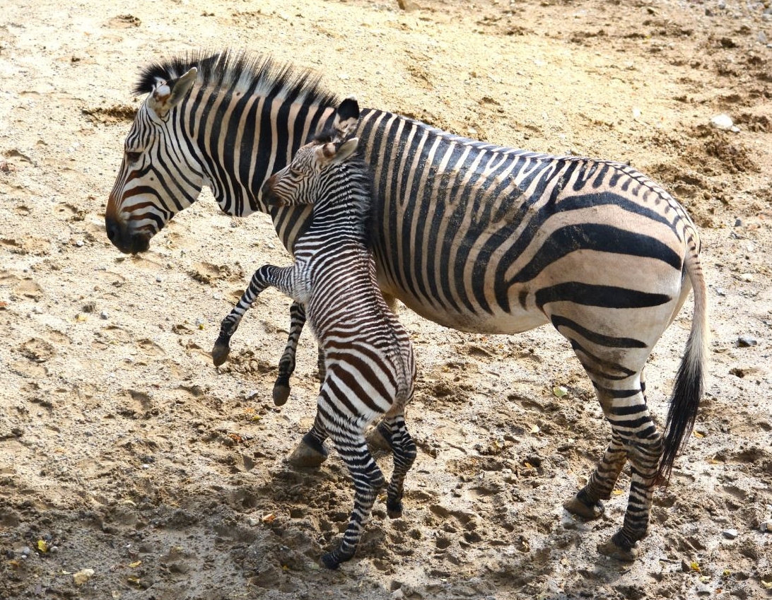 Video a foto: Stádo zebry Hartmannovej v bojnickej zoo sa rozrástlo o nové mláďa, dostal  meno Malak, čo v hebrejskom jazyku znamená anjel.