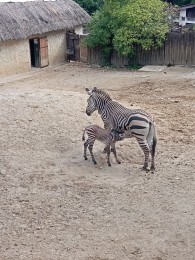Video a foto: Stádo zebry Hartmannovej v bojnickej zoo sa rozrástlo o nové mláďa, dostal  meno Malak, čo v hebrejskom jazyku znamená anjel. 1
