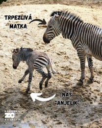 Video a foto: Stádo zebry Hartmannovej v bojnickej zoo sa rozrástlo o nové mláďa, dostal  meno Malak, čo v hebrejskom jazyku znamená anjel. 2