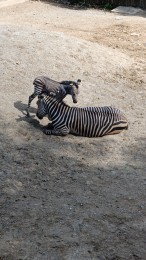 Video a foto: Stádo zebry Hartmannovej v bojnickej zoo sa rozrástlo o nové mláďa, dostal  meno Malak, čo v hebrejskom jazyku znamená anjel. 3