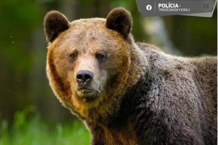 Nad obcou Nedožery-Brezany v okrese Prievidza včera večer napadol medveď 27-ročného muža
