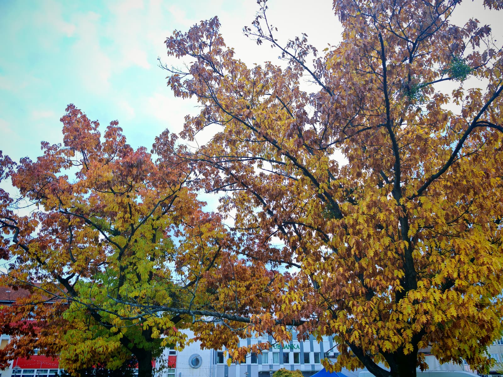 Mesto Prievidza vysádza desiatky nových stromov v rámci náhradnej výsadby