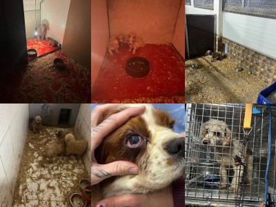 Video a foto: Masívny zásah v Malej Čausi pri Prievidzi: viac ako 270 psov žilo v zanedbaných podmienkach