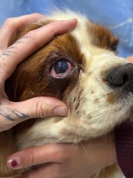 Video a foto: Masívny zásah v Malej Čausi pri Prievidzi: viac ako 270 psov žilo v zanedbaných podmienkach 0