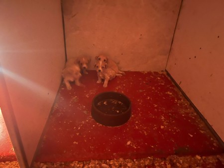 Video a foto: Masívny zásah v Malej Čausi pri Prievidzi: viac ako 270 psov žilo v zanedbaných podmienkach 1