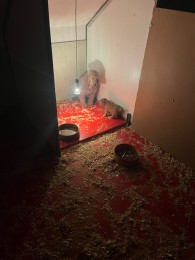 Video a foto: Masívny zásah v Malej Čausi pri Prievidzi: viac ako 270 psov žilo v zanedbaných podmienkach 2