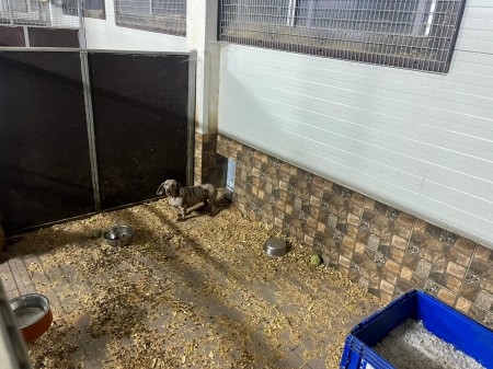 Video a foto: Masívny zásah v Malej Čausi pri Prievidzi: viac ako 270 psov žilo v zanedbaných podmienkach 3