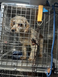 Video a foto: Masívny zásah v Malej Čausi pri Prievidzi: viac ako 270 psov žilo v zanedbaných podmienkach 4