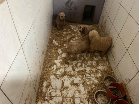 Video a foto: Masívny zásah v Malej Čausi pri Prievidzi: viac ako 270 psov žilo v zanedbaných podmienkach 5