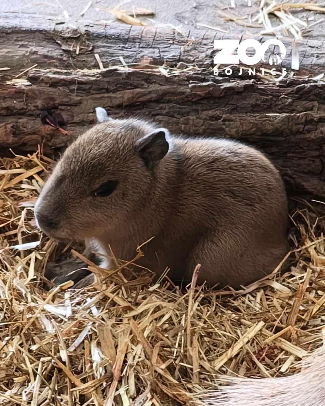 Video: PRVÉ MLÁĎA V ZOO BOJNICE V ROKU 2026. Kapybara močiarna Bára porodila mláďa