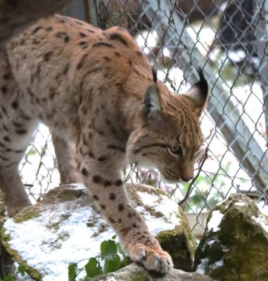 Video: Bojnická zoo prijala do rehabilitačnej stanice dve mláďatá rysa