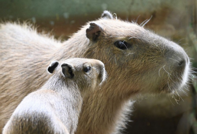 Bojnice: Bojnická zoo hlási stratu, mláďa kapybary sa utopilo v bazéne