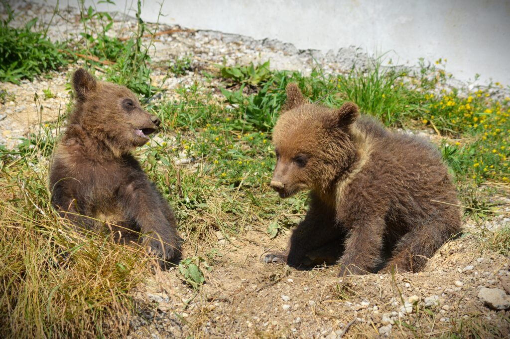 SMUTNÁ SPRÁVA ZO ZOO Bojnice: Museli pristúpiť k eutanázii medvieďaťa