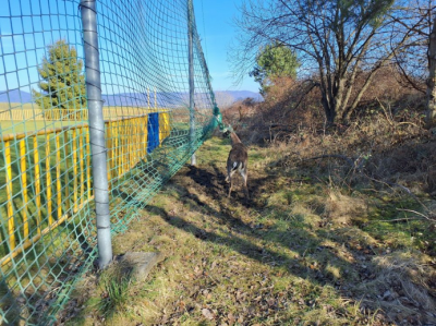 ZÁCHRANNÁ AKCIA NA FUTBALOVOM IHRISKU V KANIANKE (okres Prievidza): Do siete sa zamotalo zviera
