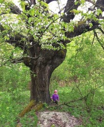 Od stromu k aleji na hornej Nitre 1