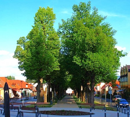 Od stromu k aleji na hornej Nitre 2