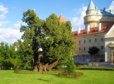 Od stromu k aleji na hornej Nitre 3