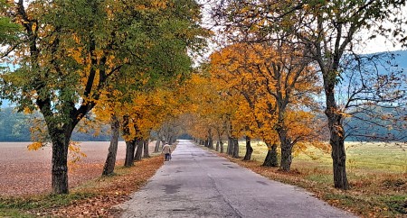 Od stromu k aleji na hornej Nitre 5