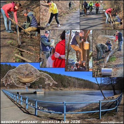 Na priehrade v Nedožeroch-Brezanoch (okres Prievidza) aj tento rok budovali ochranári zábrany pre migrujúce žaby