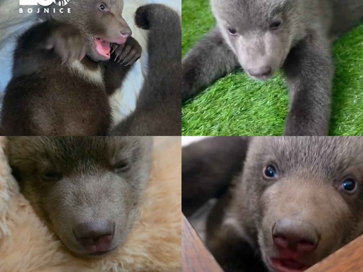 Dobré správy z bojnickej zoo: zachránené medvieďatá rastú a priberajú (video)