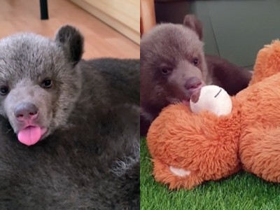 Zoo Bojnice varuje: medvieďatá nie sú atrakcia, ľudia ponúkajú peniaze za kontakt