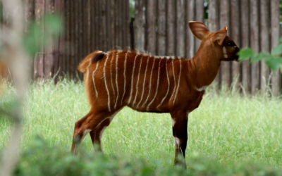 Zoo v Bojniciach posiela vzácnu antilopu do Kene: cieľom je záchrana populácie