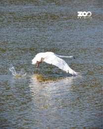 Foto: Národná zoo Bojnice vrátila do prírody výnimočnú labuť s raritnou mutáciou 0