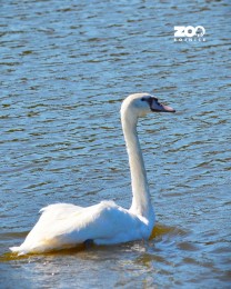 Foto: Národná zoo Bojnice vrátila do prírody výnimočnú labuť s raritnou mutáciou 1