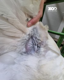 Foto: Národná zoo Bojnice vrátila do prírody výnimočnú labuť s raritnou mutáciou 2