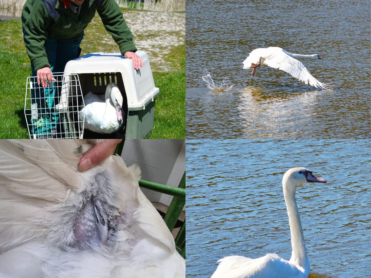 Foto: Národná zoo Bojnice vrátila do prírody výnimočnú labuť s raritnou mutáciou