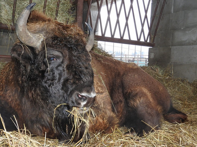 Zoo Bojnice zachraňuje vzácny druh: prijala mladú osirelú samicu zubra