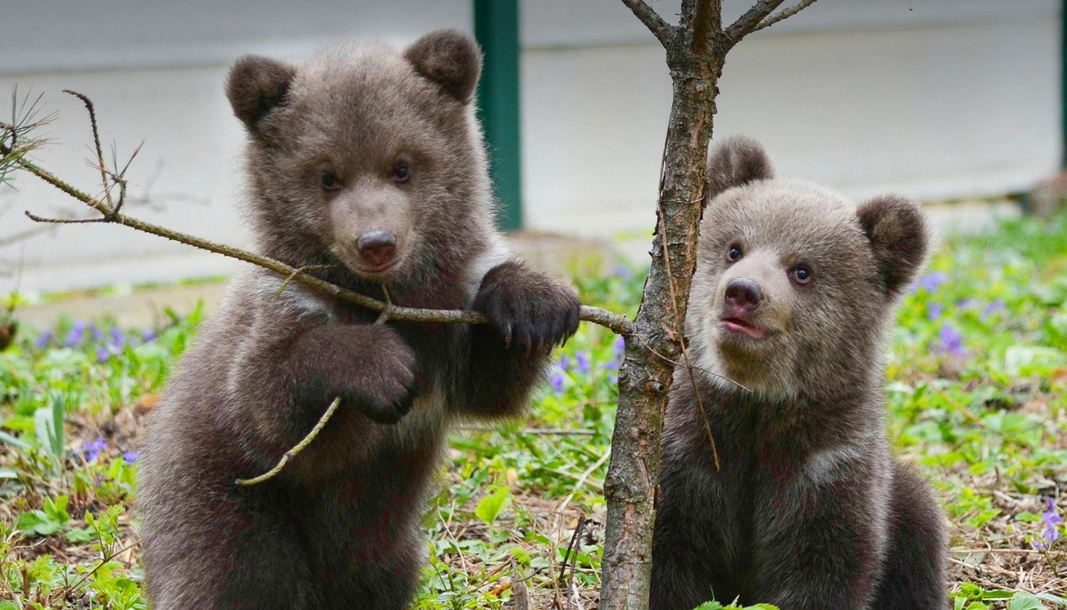 Ľudia rozhodli: Osirelé medvieďatá v Zoo Bojnice už dostali mená. Majú slovanskú symboliku (video)