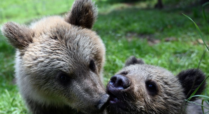 Video: Zoo Bojnice prijala ďalšie osirelé medvieďa: samička Zora bojuje o nový začiatok