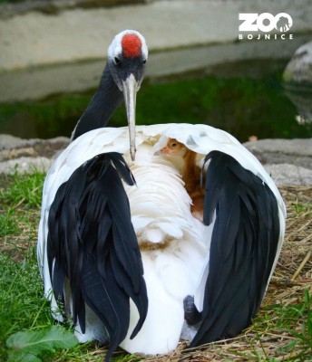 Foto: V Zoo Bojnice sa vyliahlo vzácne mláďa žeriava čiernobieleho