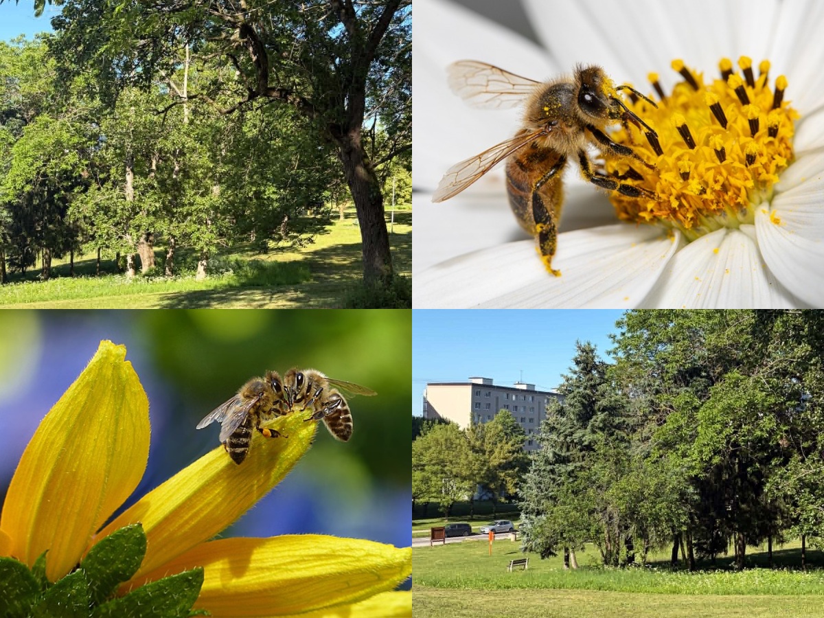 Prievidza kosí zeleň, časť parku Skotňa však ponechala pre včely nepokosenú