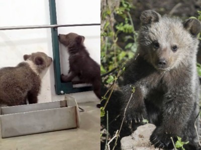 Video: Bojnická zoo upozornila, že pomaly nemá kde dávať osirelé medvieďatá a že situácia je neudržateľná